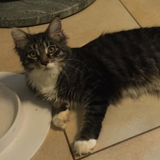 ronja