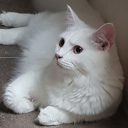 rudi