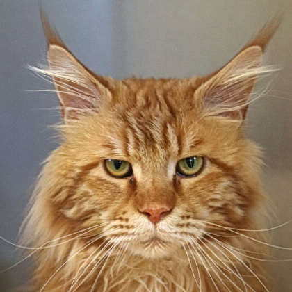 simba