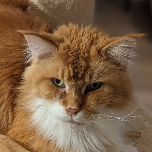 simba