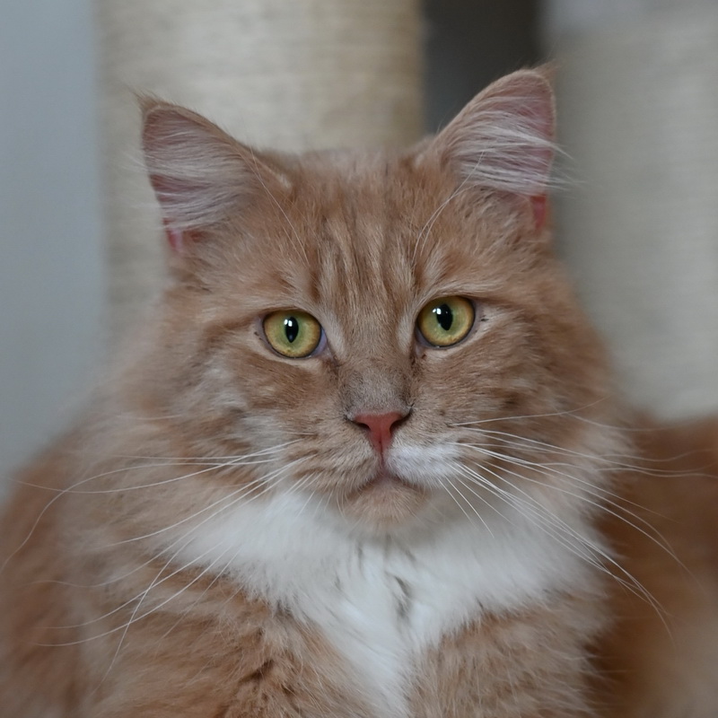simba