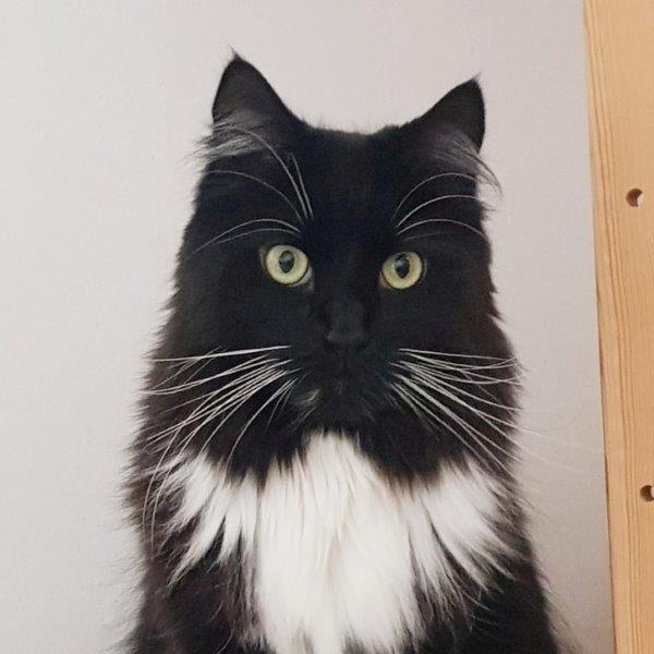 simba