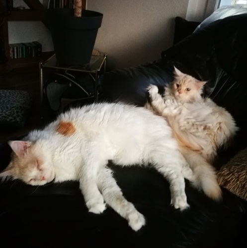 simba toffy