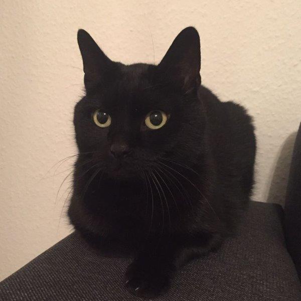 simon