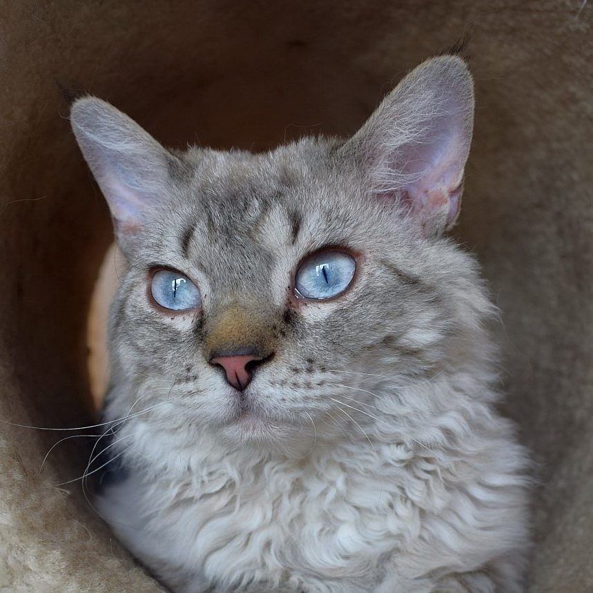 tami