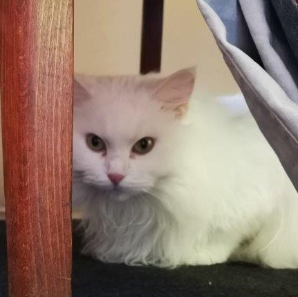 wilma