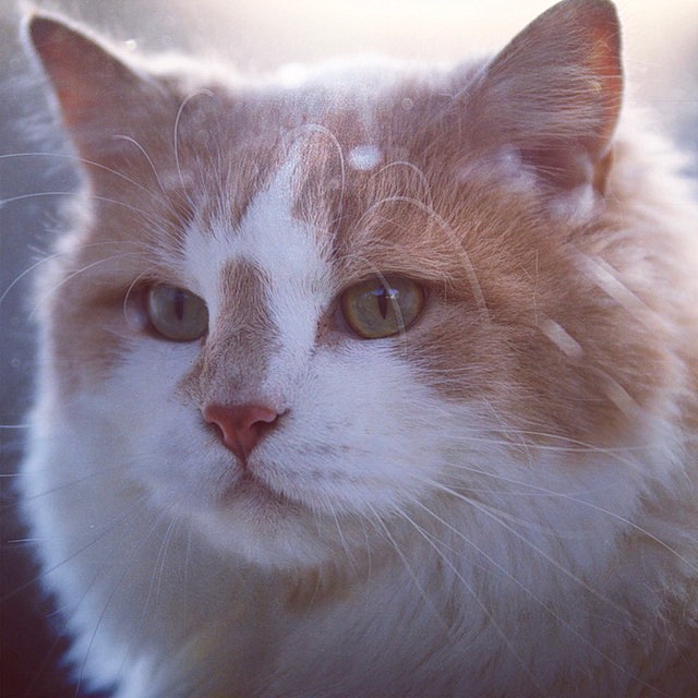 wilson