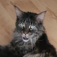 zazou