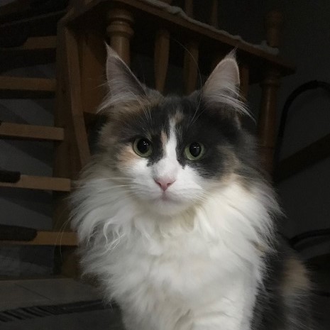 zoe