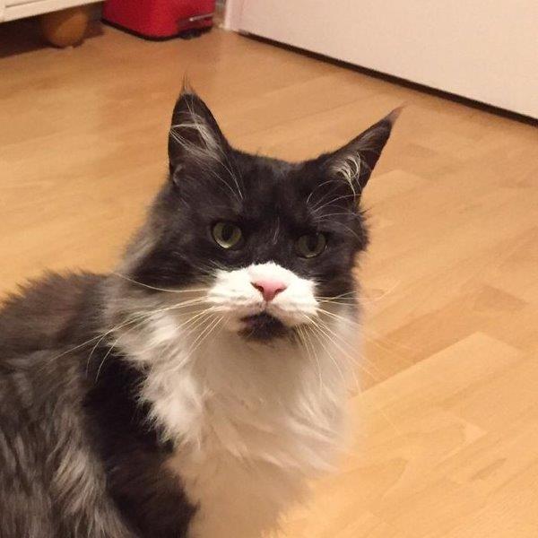 zorro