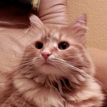 teddy