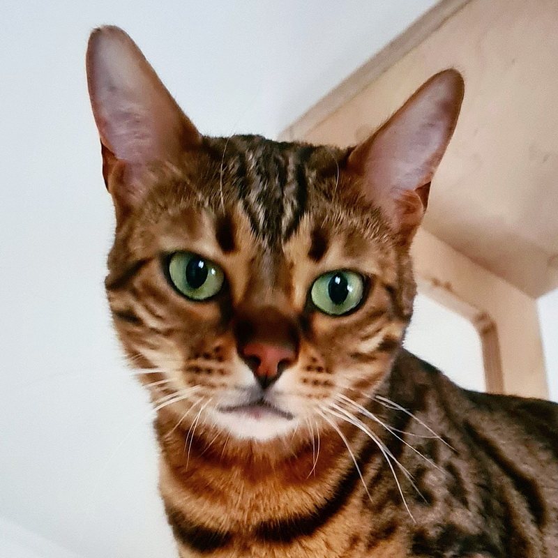 baghira