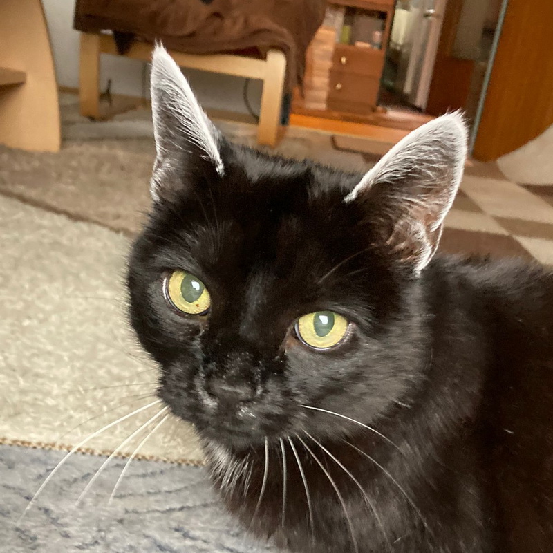 emmi