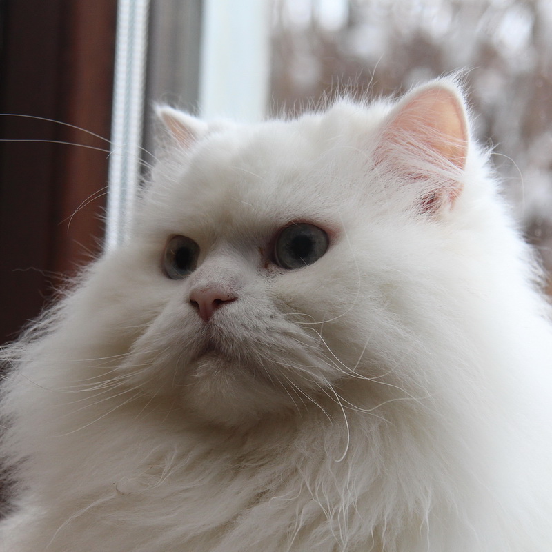 simon