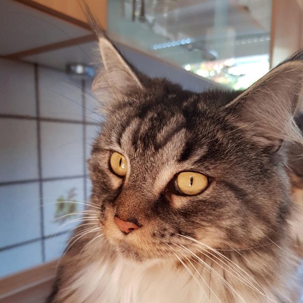 princi