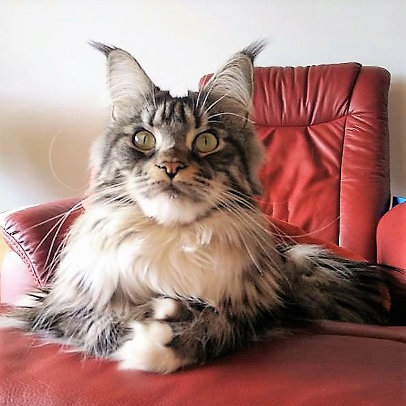 Katze Suki