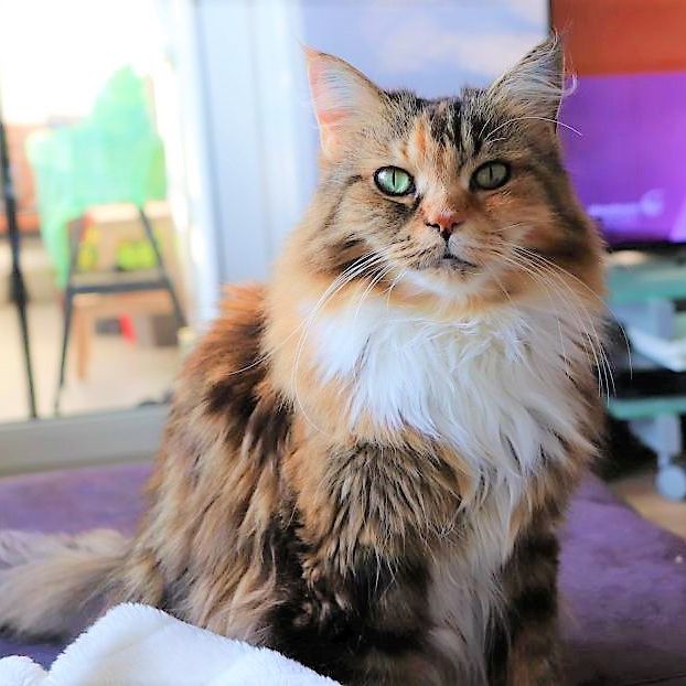 Katze Kira