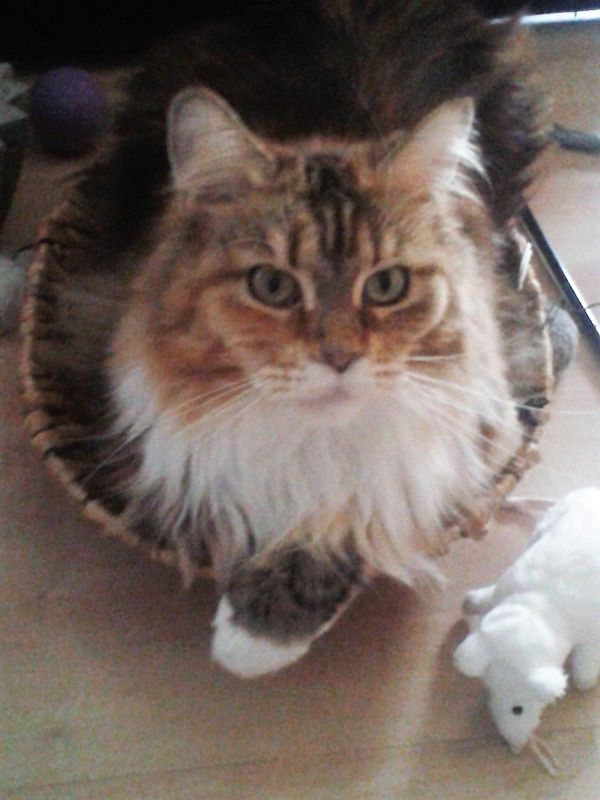 Nala1