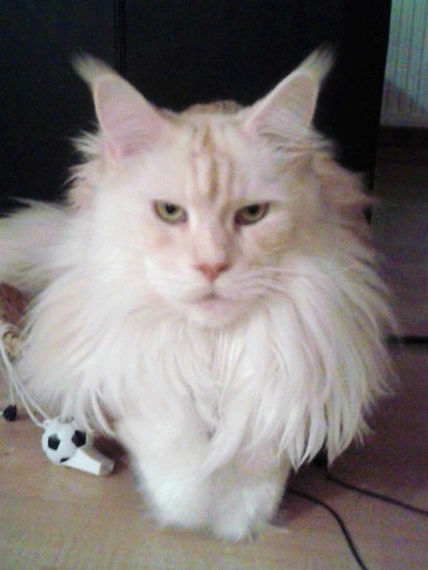 Simba1