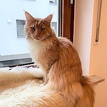 simbamini