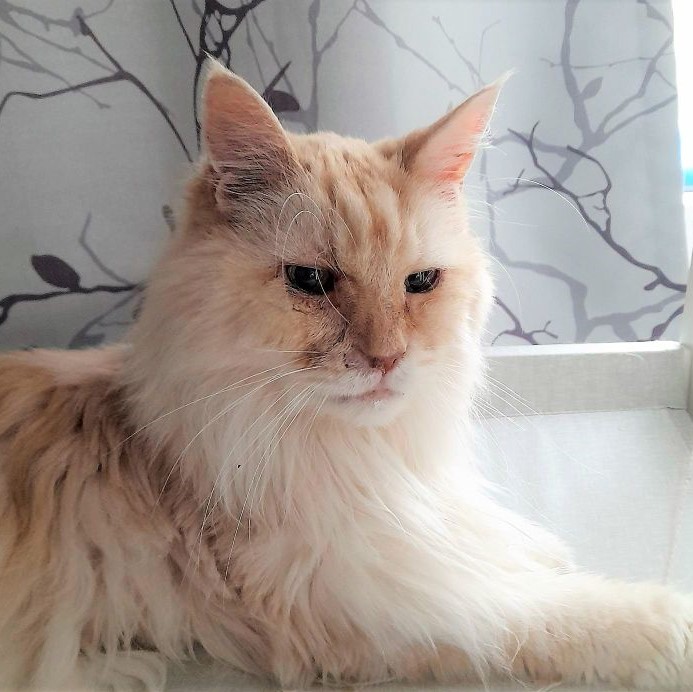 fridolin
