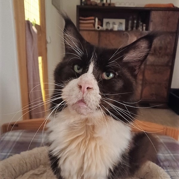 jackmini
