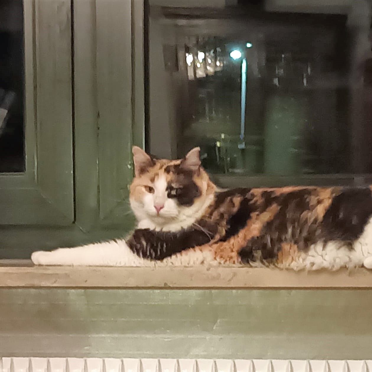 kitty mini