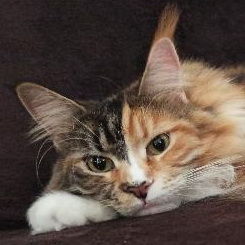 lucy