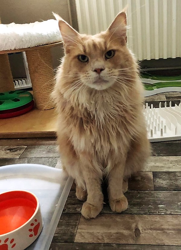 Simba