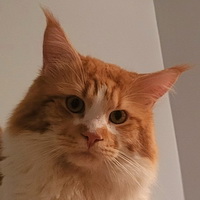 Biguna