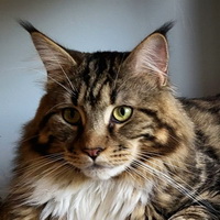 Junior