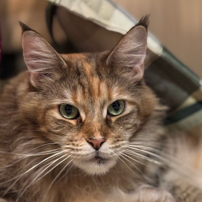 brunhilde