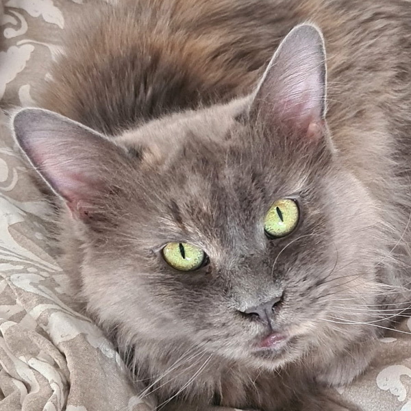 mausi