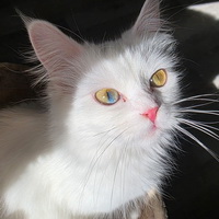 maya