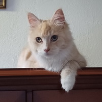 mimi