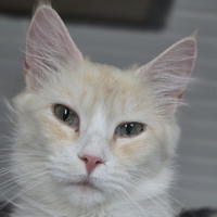 missi