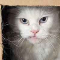 snowball