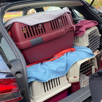 teaser23katzen