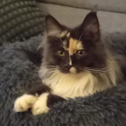 cookie