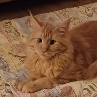 farah