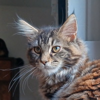 isa