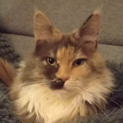 muffin