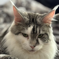 electra