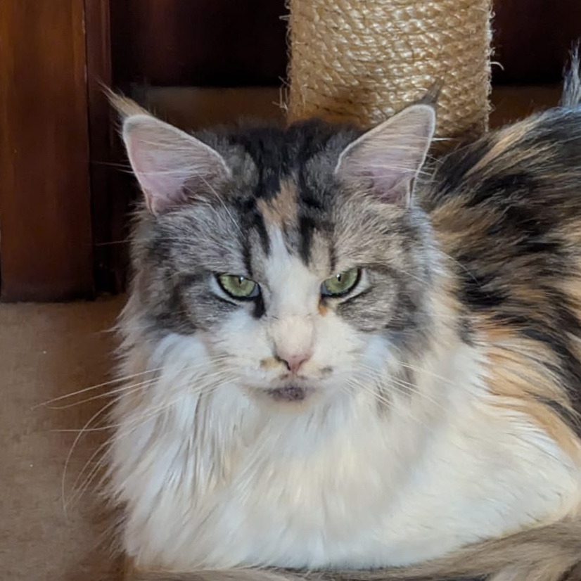 paloma