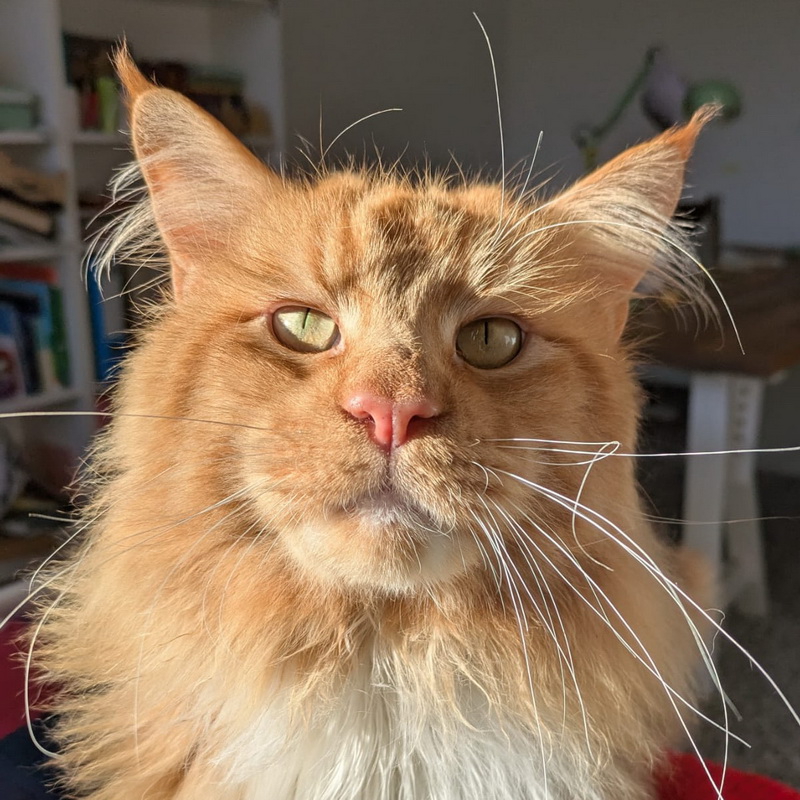 monty