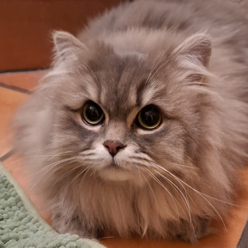mimi
