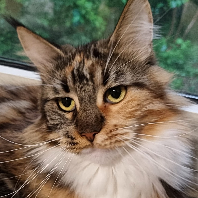 diva