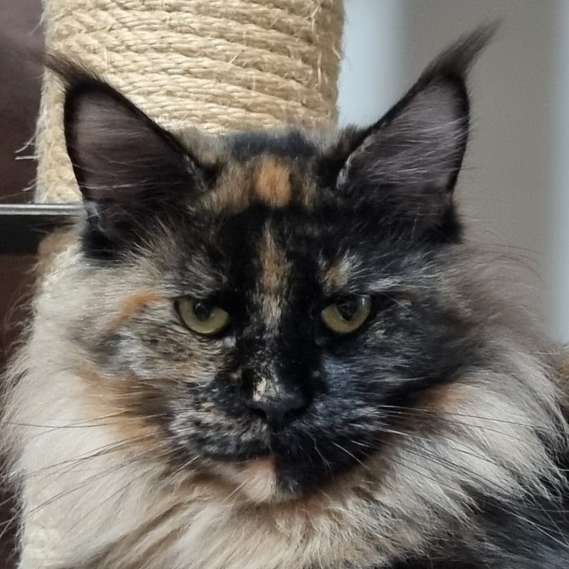 nova