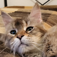 zelda